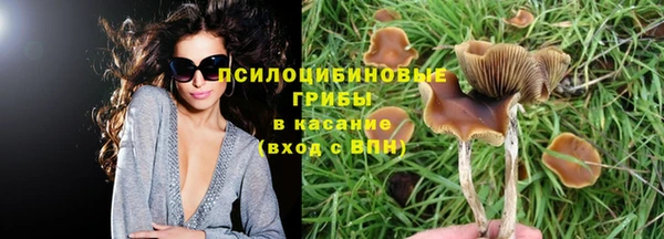 стаф Верея